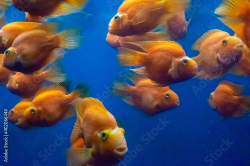 Orange fishes 2