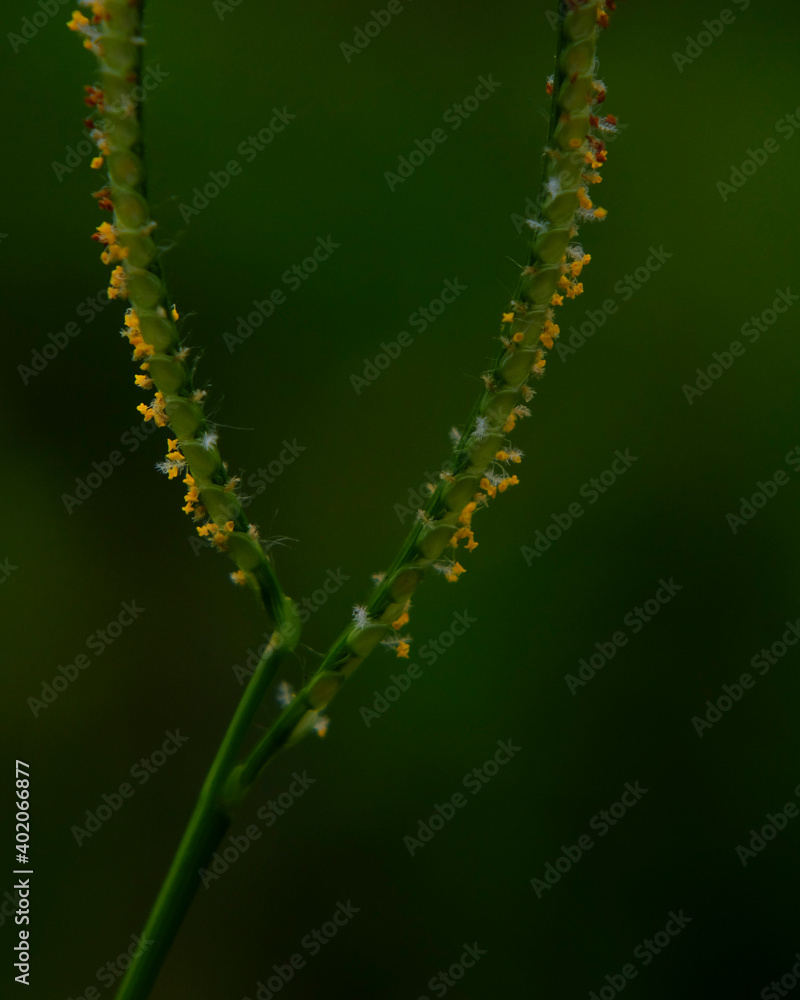 Naklejka premium caterpillar on a leaf