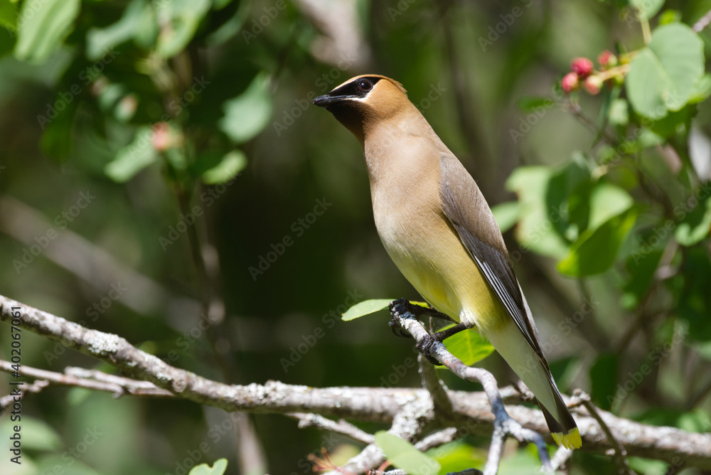 Fototapeta premium A Waxwing bird perched on a branch in summer
