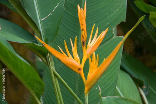 Bird of Paradise (Strelitzia reginae) flowers in bloom.