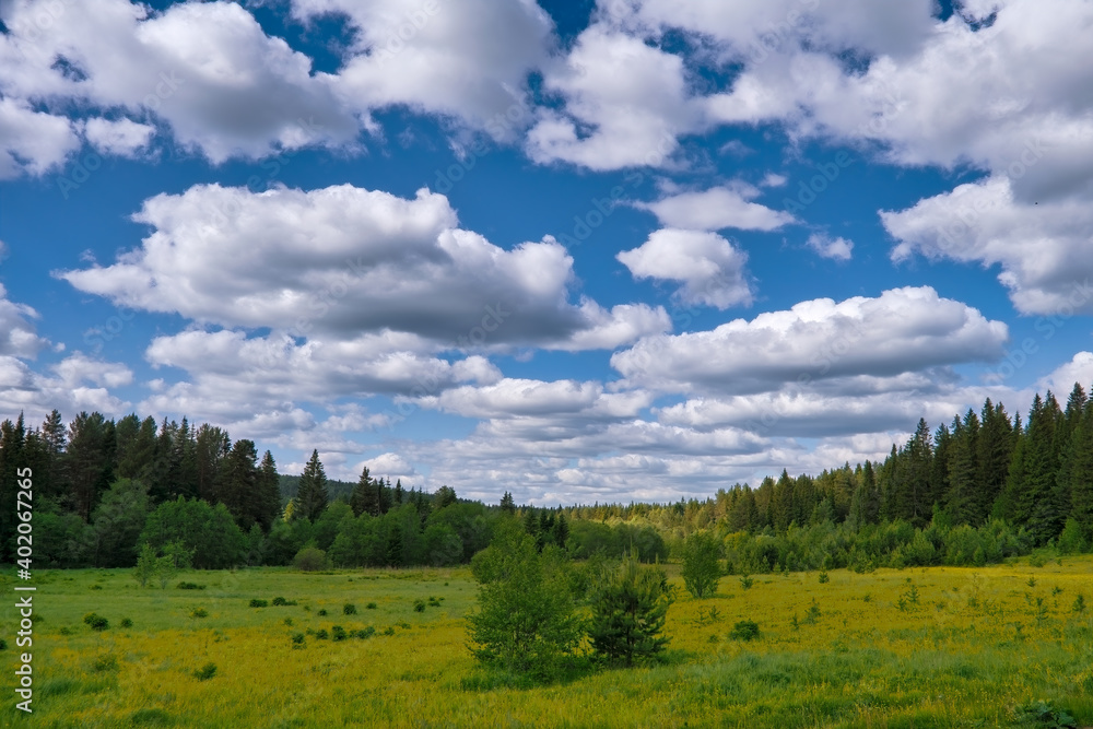 Summer landscape green meadow on a background of forest and sky. Summer landscape green meadow on a background of forest and sky.