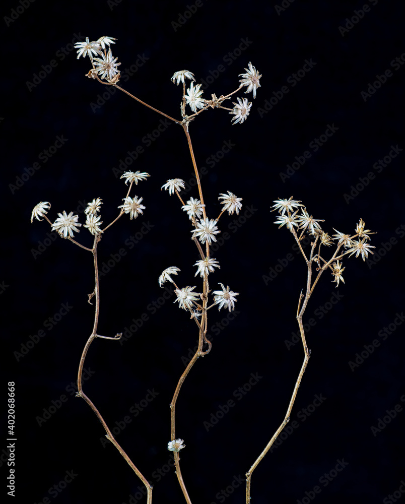 Dead flower stalks in winter, showing white sepals that mimic petals. Dead flower stalks in winter, showing white sepals that mimic petals.