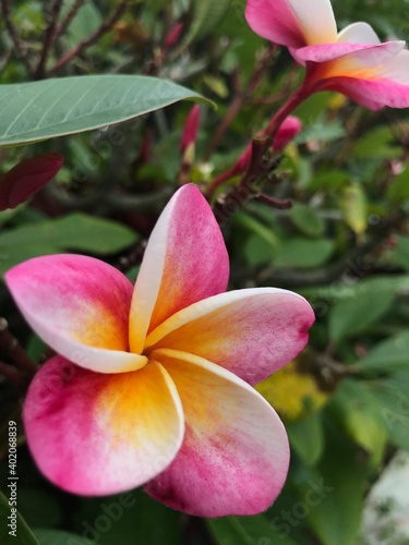 Frangipane flower                                            