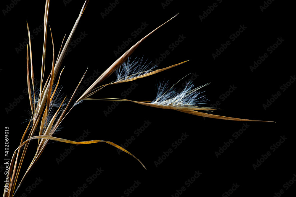 Seed heads of broomsedge grass (Andropogon virginicus), a native grass of eastern North America, often considered a weed. Seed heads of broomsedge grass (Andropogon virginicus), a native grass of eastern North America, often considered a weed.