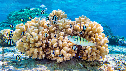 Peaceful coral view with clown fish and a deep blue ocean in Bora Bora. photo