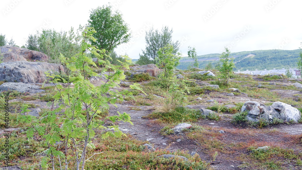 Northern tundra forest view from the hills in Kola peninsula