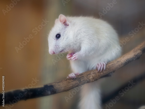 Cute white albino squirrel sitting on a branch