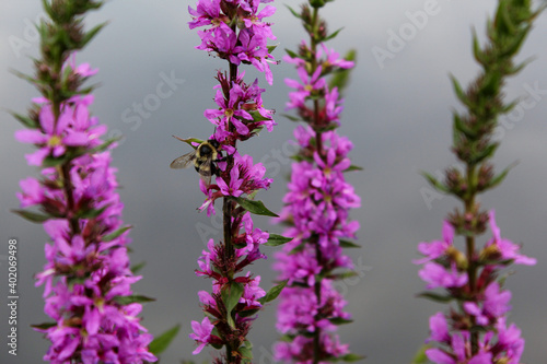 Bumblebee on a flower