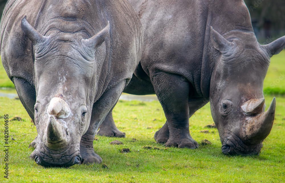 Fototapeta premium Closeup image of two white rhinos feeding on grass.