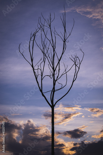 Tree silhouette at sunset