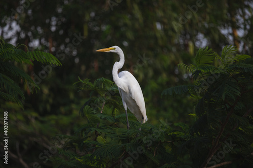 great white heron
