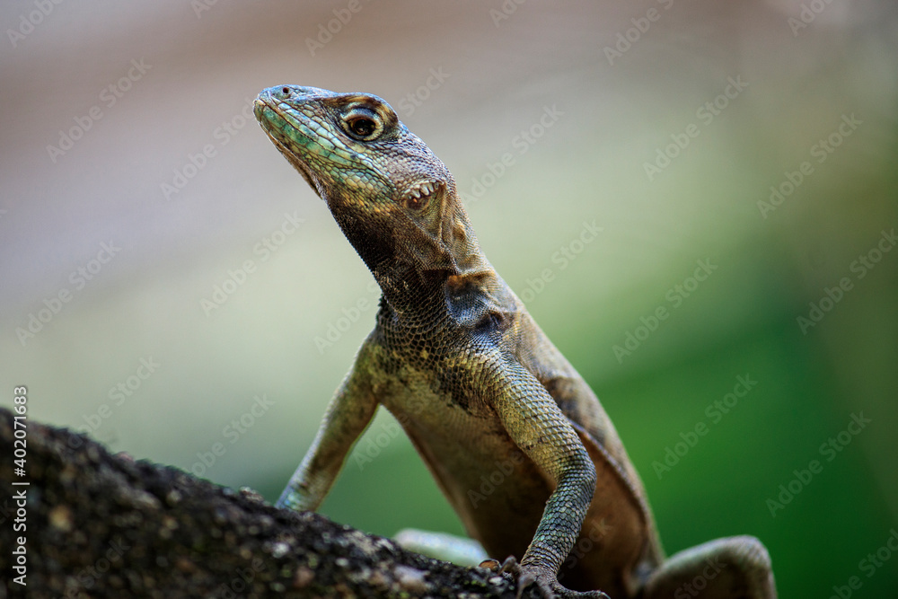 Fototapeta premium Lizard