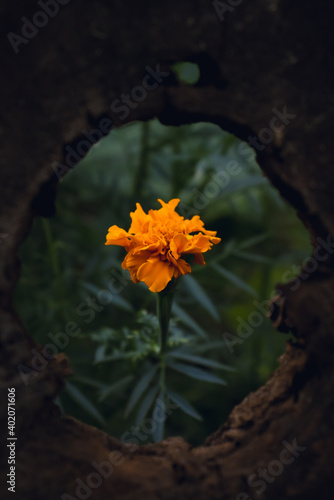 Framed Flower