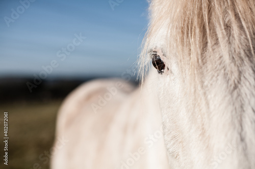 Eye of a white horse