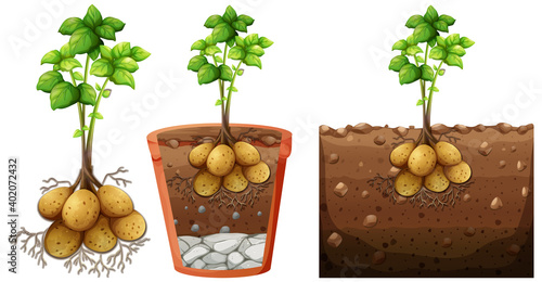 Set of potato plant with roots isolated on white background