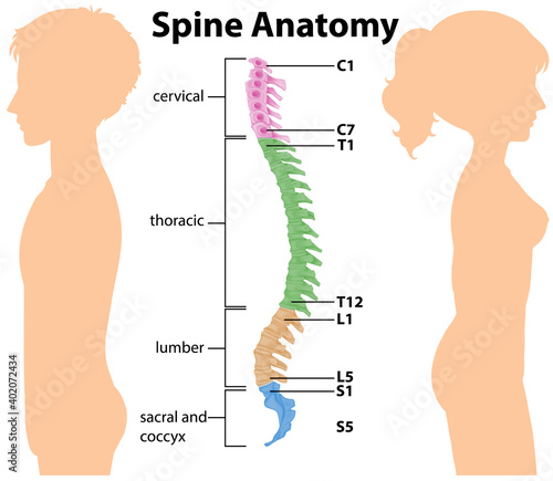 Anatomy of the spine or spinal curves infographic