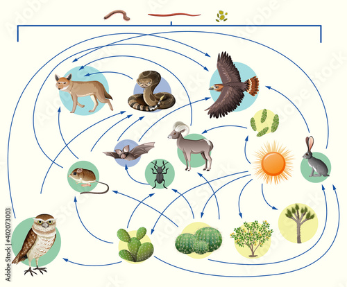 Food chain describes who eats whom in the wild on white background
