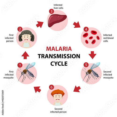 Malaria transmission cycle information infographic