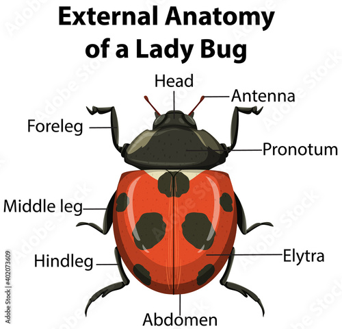 External Anatomy of a Lady Bug on white background