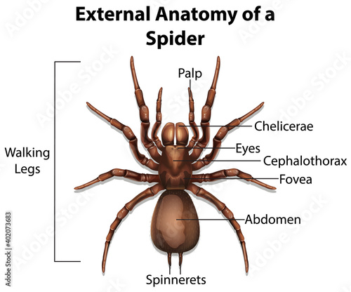 External Anatomy of a Spider on white background