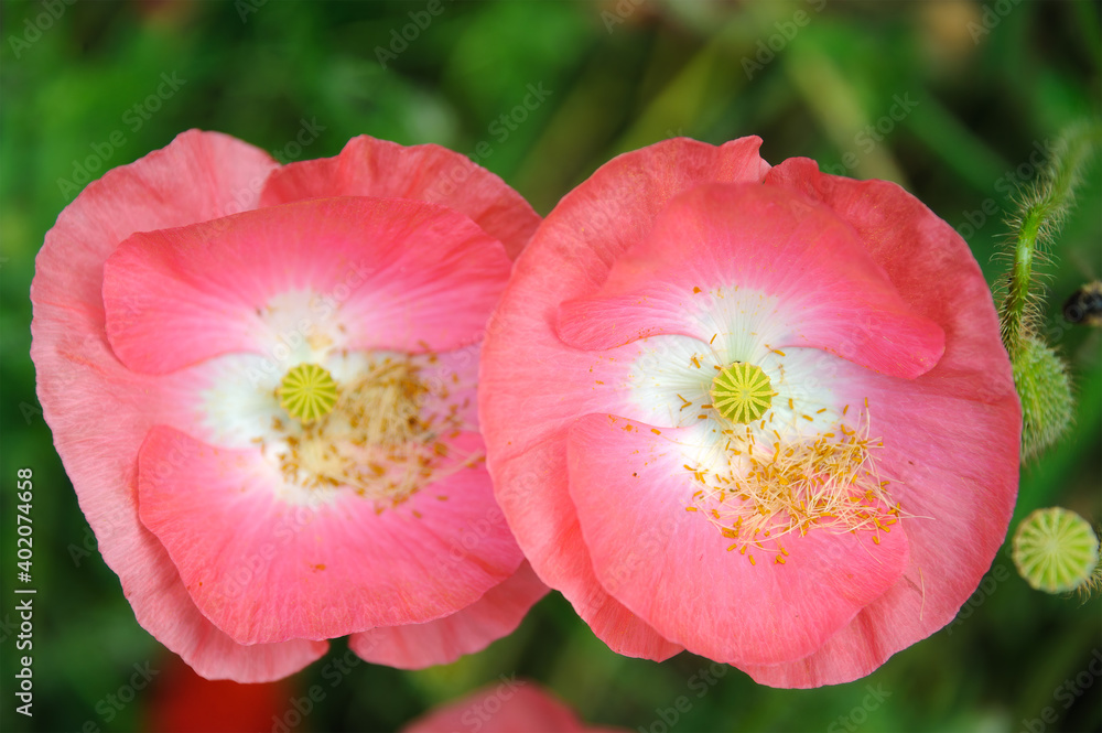 Fototapeta Różowy papier islandzki kwiat maku na użytkach zielonych z płytkiej głębi ostrości w tle.