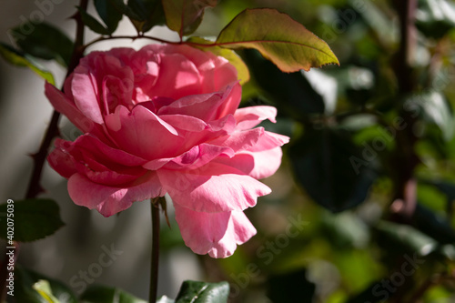Isolated pink rose in a garden