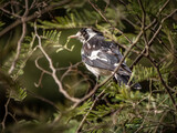Magpie Lark In Bush