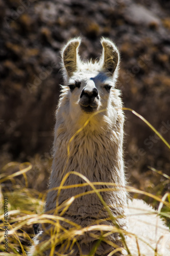 que miras? ( fauna altiplano chileno)
