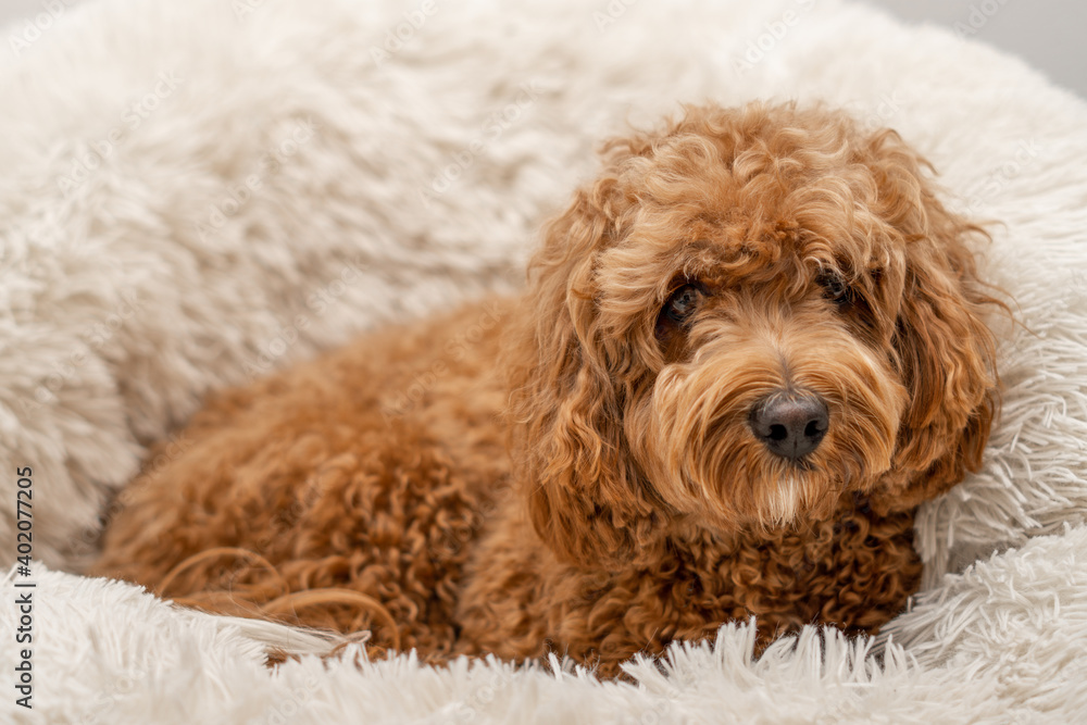 King charles toy poodle mix cheap