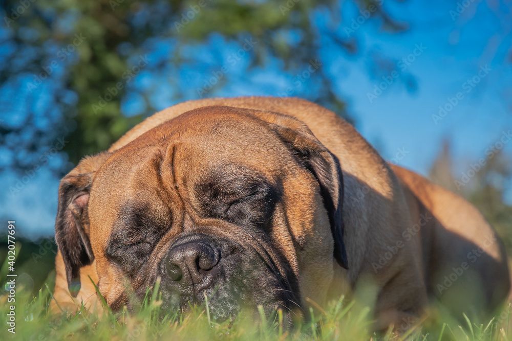 2020-12-28 A BULL MASTIFF SLEEPING IN GRASS WITH A BLURRY FOREGROUND AND BACKGROUND