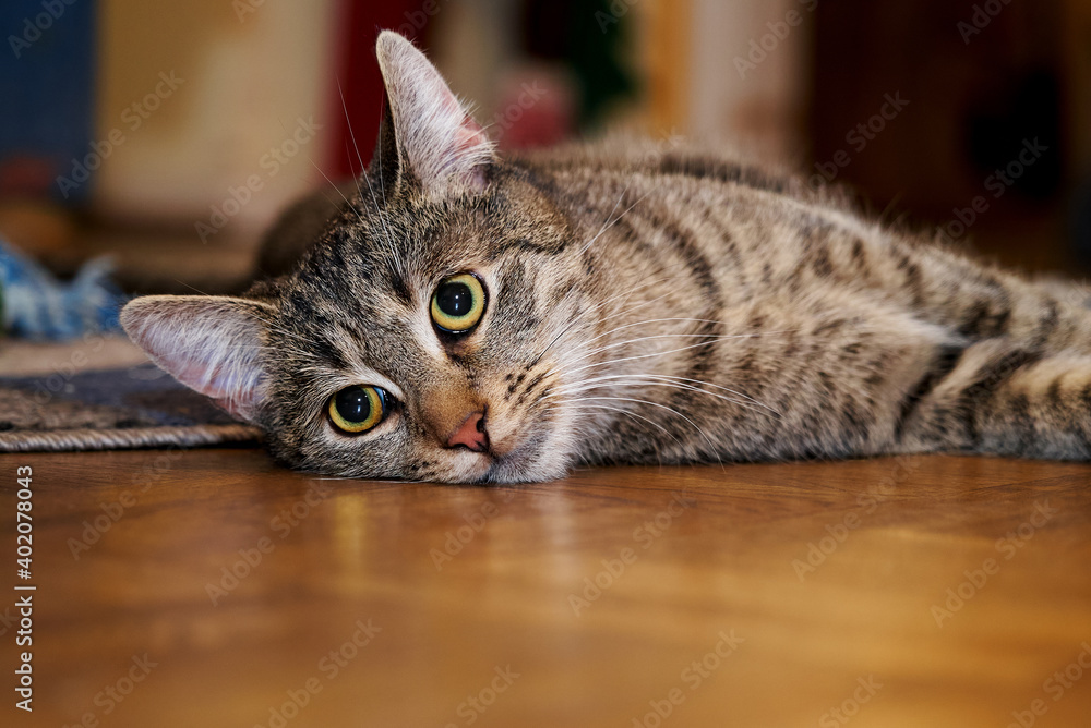 portrait of a cute young grey tabby cat that is lying on parquet flooring and looking into camera