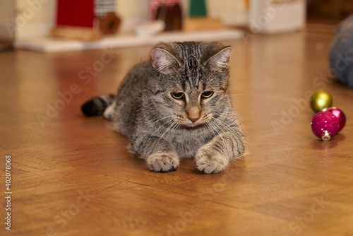 young gray tabby cat sits on parquet flooring - he looks a bit bored or tired
