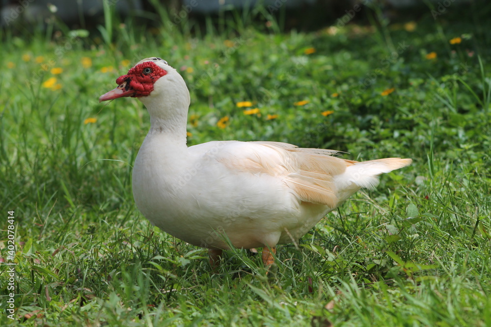 Pato Pato