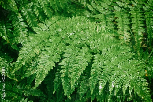 Background of green wet leaves of forest fern. Water falls on the lush green leaves of the forest fern.