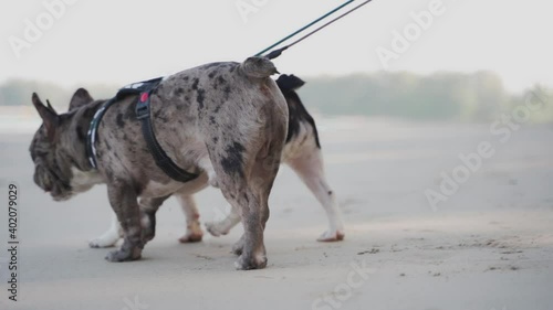 Two French bulldogs are happily walking and sniffing on the beach on Sunday morning