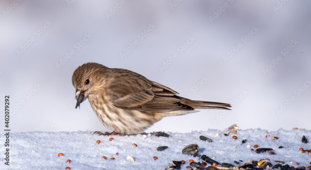Birds in the backyard in December. Birds in the backyard in December.