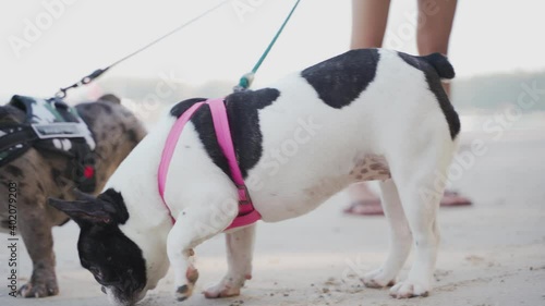 Two French bulldogs are curious exploring and exciting on the beach in sunny day