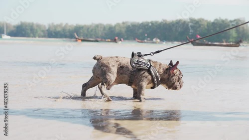 The merle male french bulldog is digging sand on the beach with sand on nose in the sunny day in close-up slow motion