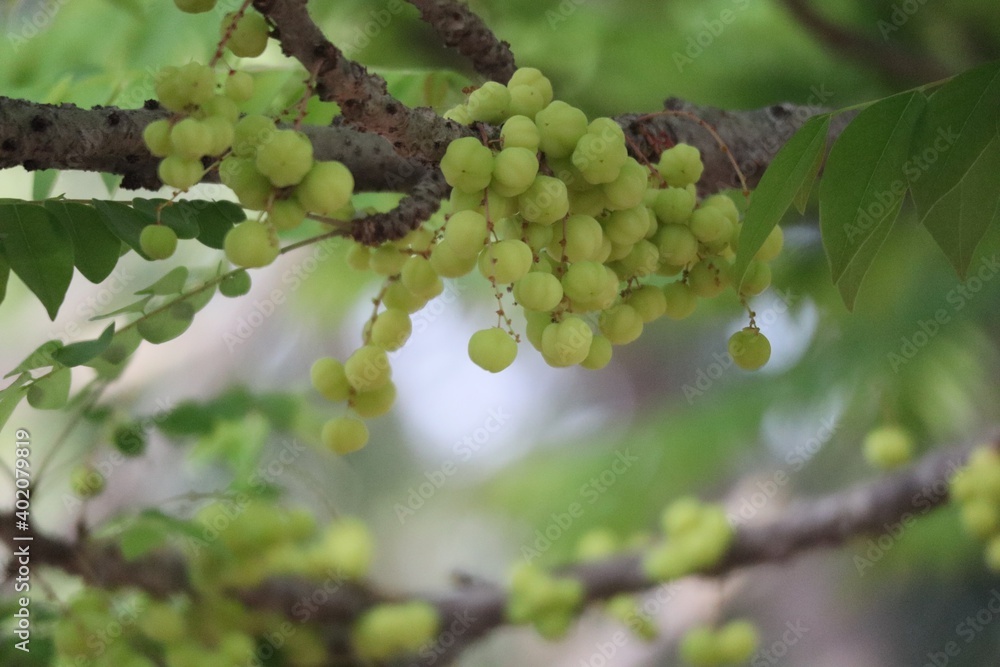 grapes on vine grapes on vine