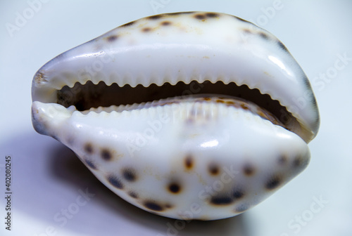 Φωτογραφία A closeup shot of a seashell Cypraea tigris on white background