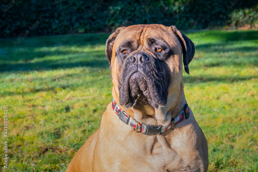 2020-12-28 A PORTRAIT SHOT OF A BULLMASTIFF IN A PARK WITH A BLURRED BACKGROUND