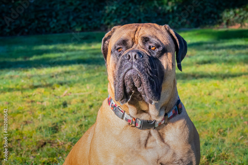 2020-12-28 A PORTRAIT SHOT OF A BULLMASTIFF IN A PARK WITH A BLURRED BACKGROUND © Michael J Magee