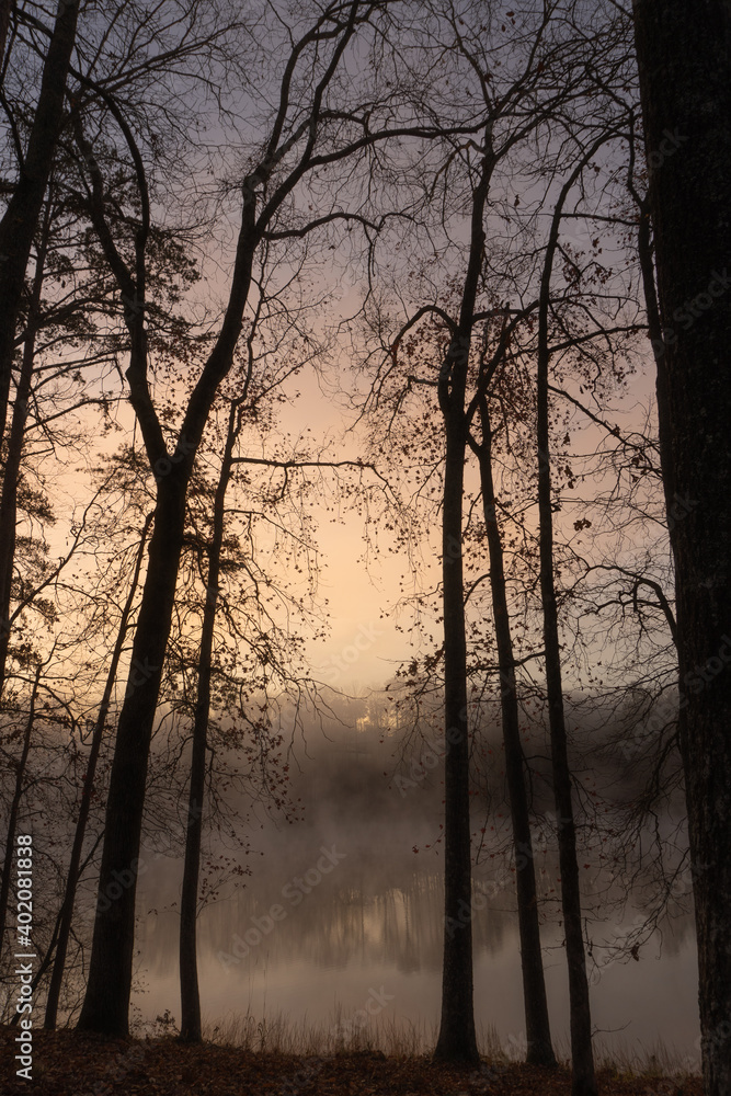 Vertical image of bare trees in winter at sunrise with fog rising on the water on Lake Lanier in Georgia, USA Vertical image of bare trees in winter at sunrise with fog rising on the water on Lake Lanier in Georgia, USA