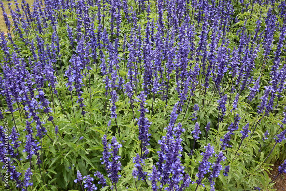 Obraz premium lavender field