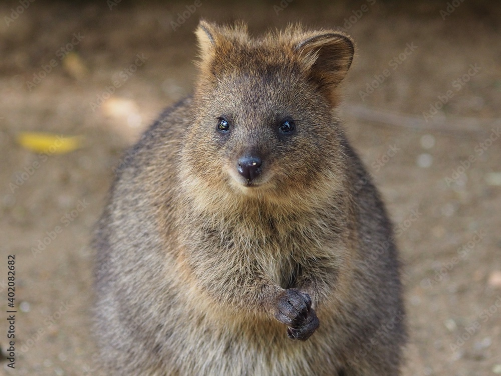 Charming Appealing Winsome Young Quokka with Sparkling Eyes and Sweet Pretty Features. Charming Appealing Winsome Young Quokka with Sparkling Eyes and Sweet Pretty Features.