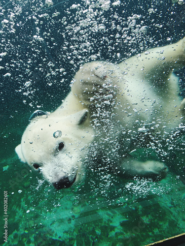 Ice berry swims in the water in a zoo. Eisbeer schwimmt in einem Zoo im Wasser.