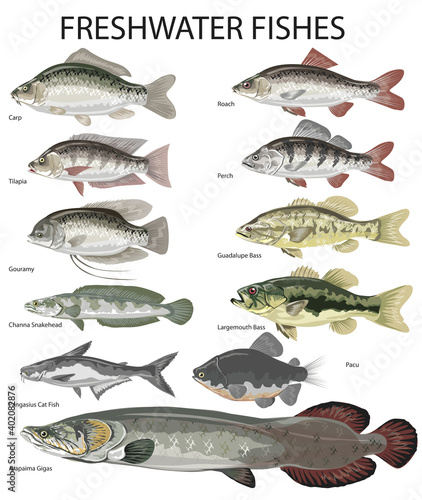 Freshwater Fish, Carp, perch, roach, tilapia, gouramy, snakehead, catfish, arapaima - Vector