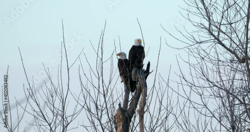 two mature bald eagles sit in tree limbs searching for a meal photo