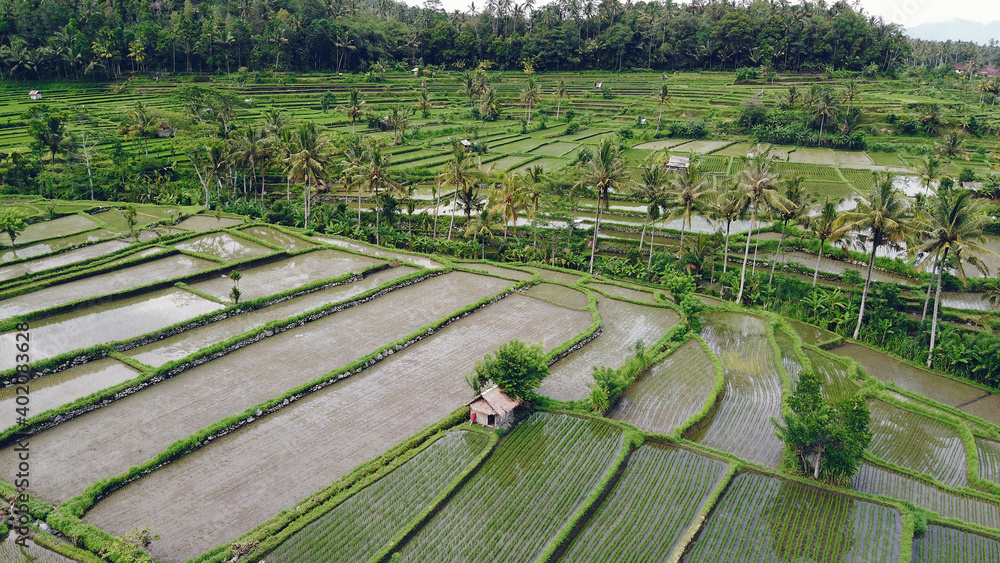 Fields on Bali. Shooting from dron. Village on the water.