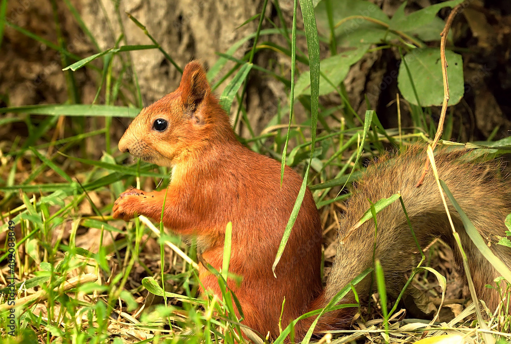 Red squirrel in the grass. Forest funny animal sitting on the ground in profile close-up Red squirrel in the grass. Forest funny animal sitting on the ground in profile close-up